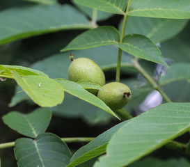 Wild pear hanging on tree