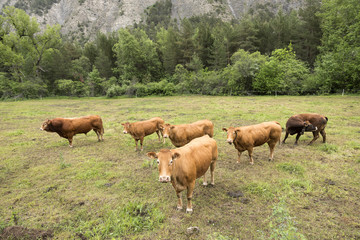 Fototapeta na wymiar limousin cows and bull in countryside meadow of haute provence in france near barcelonnette in french alps