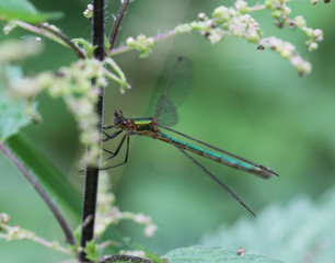 Chalcolestes viridis, formerly Lestes viridis, Its common name is the willow emerald damselfly or...