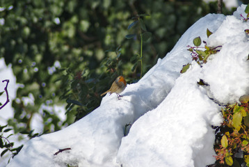 Pettirosso sulla neve