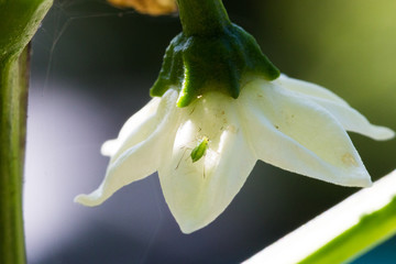 An aphid on a white pepper blossom