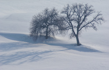 Fototapeta na wymiar Aberi nella neve