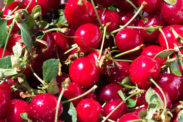 Fresh cherries with stems
