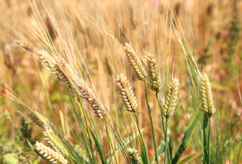 Wheat ears