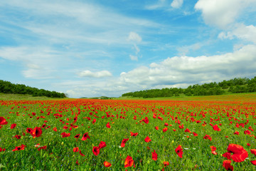 Fototapeta na wymiar red poppy flowers in a field background