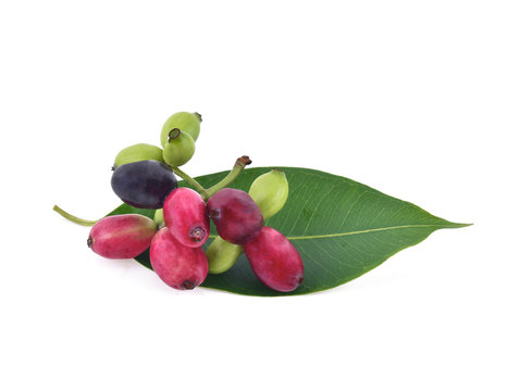 Jambolan plum or Java plum on white background