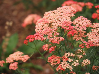 Achillea millefolium 'Apricot Delight' in full bloom. Blooming Yarrow.