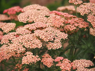 Achillea millefolium 'Apricot Delight' in full bloom. Blooming Yarrow.