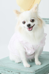 椅子に座っている犬の写真