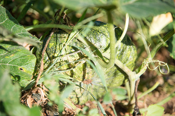 Pumpkin tree with fruit in nature.