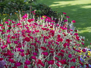 Lychnis coronaria syn. Silene coronaria in full bloom (rose campion, dusty miller, mullein-pink, bloody William, lamp-flower) 