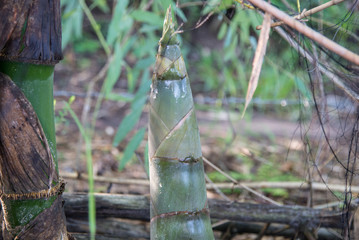 Bamboo shoot in nature.