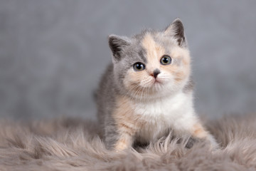 Extrem niedliches Katzenbaby - Britisch Kurzhaar