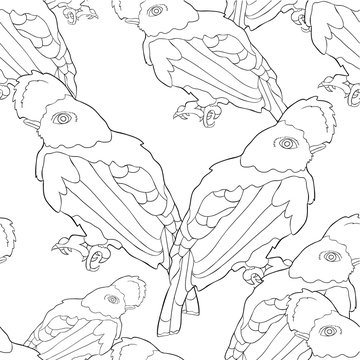 bird of paradise, a rocky cock.  illustration