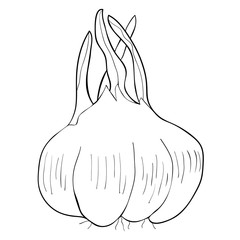 vegetarian.  illustration