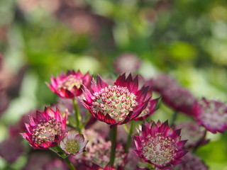 Astrantia major 'Moulin Rouge' - great masterwort