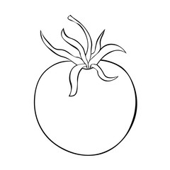 green vegetable.  illustration