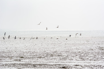 Seagulls flying over beach in Normandy