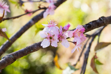 Cherry tree blossom
