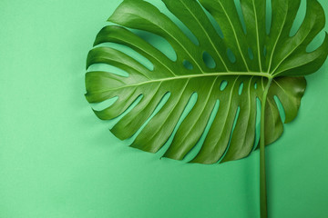 Fashion background with Monstera leaf