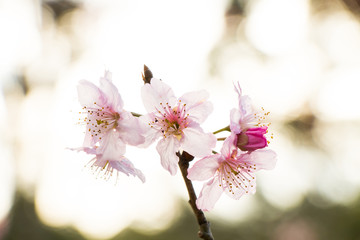 Cherry tree blossom