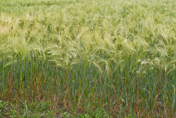 The field is planted with green wheat