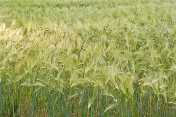 The field is planted with green wheat