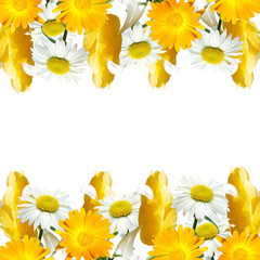 Beautiful floral background of pachystachys, chamomile and calendula