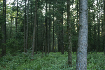 A dense coniferous forest. Beautiful forest landscape.