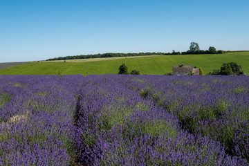 Fototapeta na wymiar Views of lavender fields on a flower farm in the Cotswolds, in Snowshill Worcestershire UK. The lavender is planted in rows. Photographed on a sunny day in mid summer.