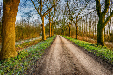 Curved country road with high bare trees on both sides