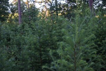 Fototapeta premium Young pine trees in the summer forest.