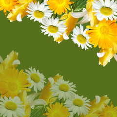 Beautiful floral background of pachystachys, chamomile and calendula