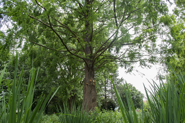 A big green tree. Summer nature. 