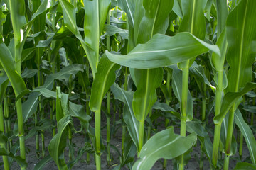Corn field in farmland. Close up.