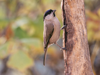 willow tit (Poecile montanus), in the forest