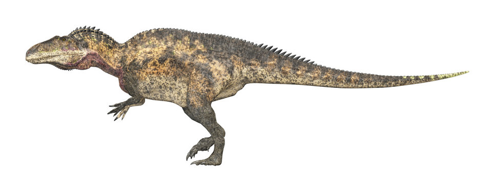 Dinosaurier Acrocanthosaurus, Freisteller