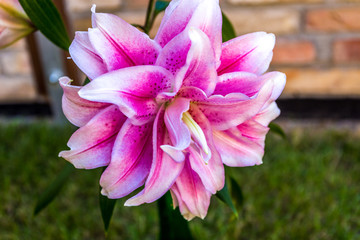 lilie © Angelika Bentin