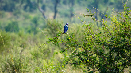 Rotschulter-Glanzstar (Lamprotornis nitens), Südafrika, Afrika