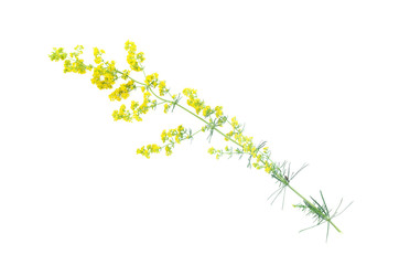 Yellow wild flower stem isolated on white background.