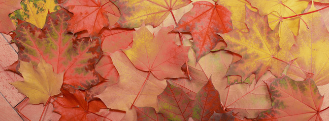 autumn background maple leaf red