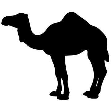 black and white vector silhouette of a camel