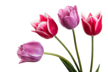 Beautiful pink and lilac tulip flower isolated on a white background
