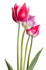 Beautiful pink and lilac tulip flower isolated on a white background