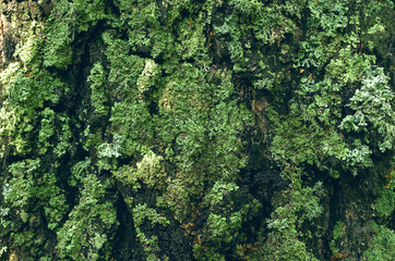 Mossy birch bark texture background. Close up photo.