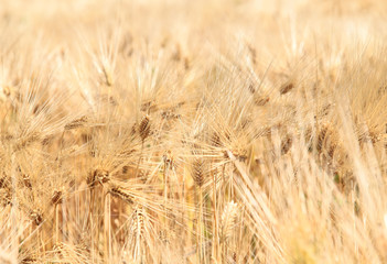 Barley ears on field