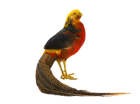 portrait pheasant gold