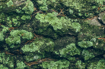 Mossy birch bark texture background. Close up photo.