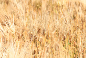 Barley ears on field