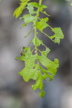 A Leaf Eaten By Bugs